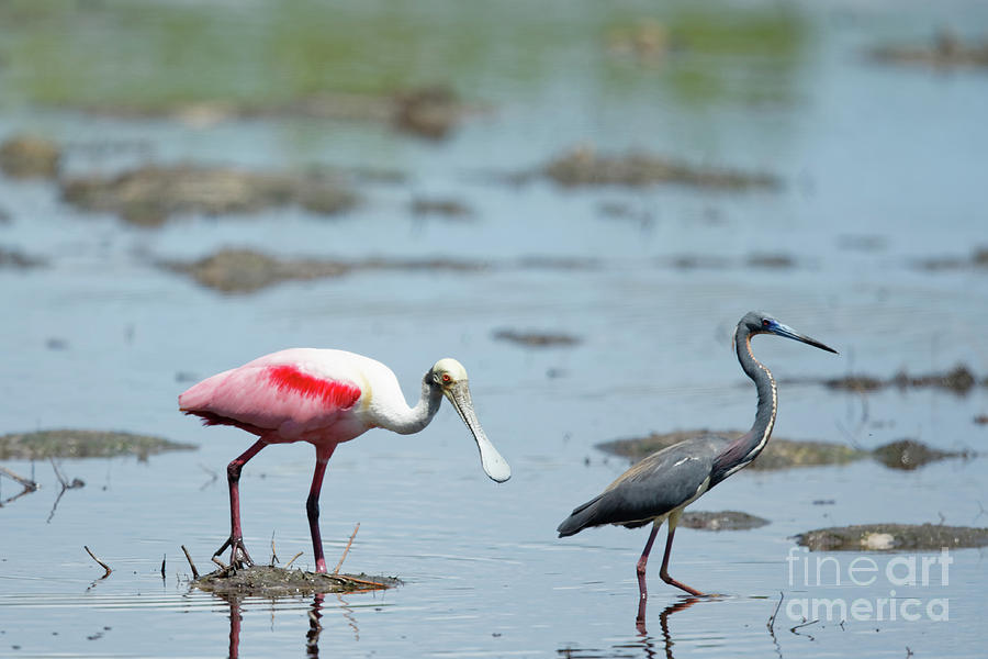 Spoonbill and Tricolor Photograph by Natural Focal Point Photography