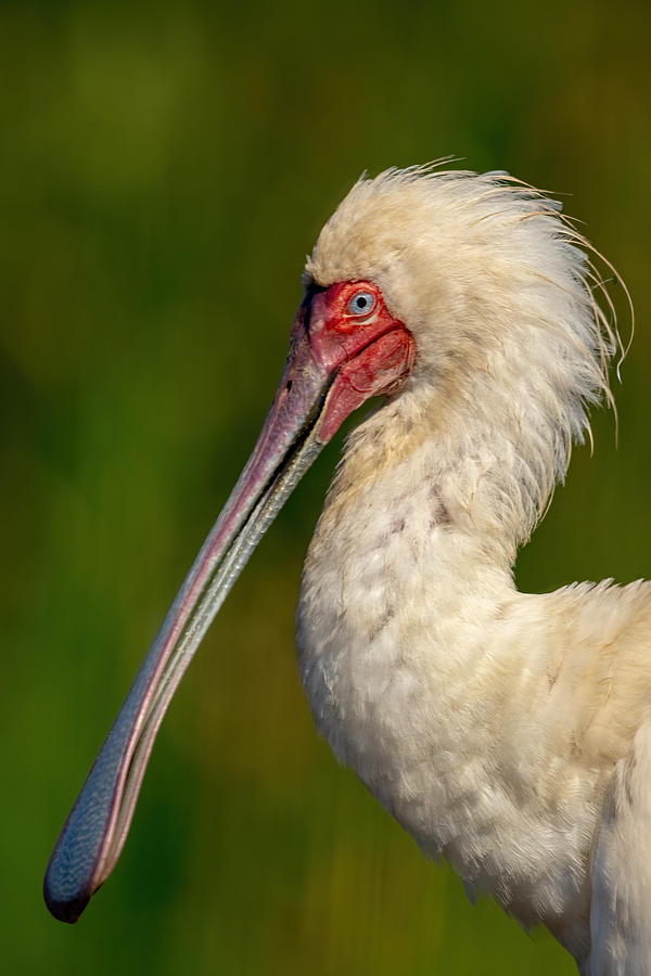 Nature Photograph - Spoonbill Close-up by Alessandro Catta