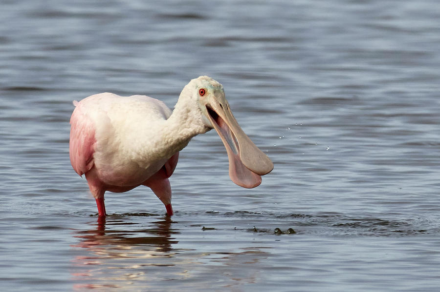 Spoonbill in water Photograph by Paul Freidlund