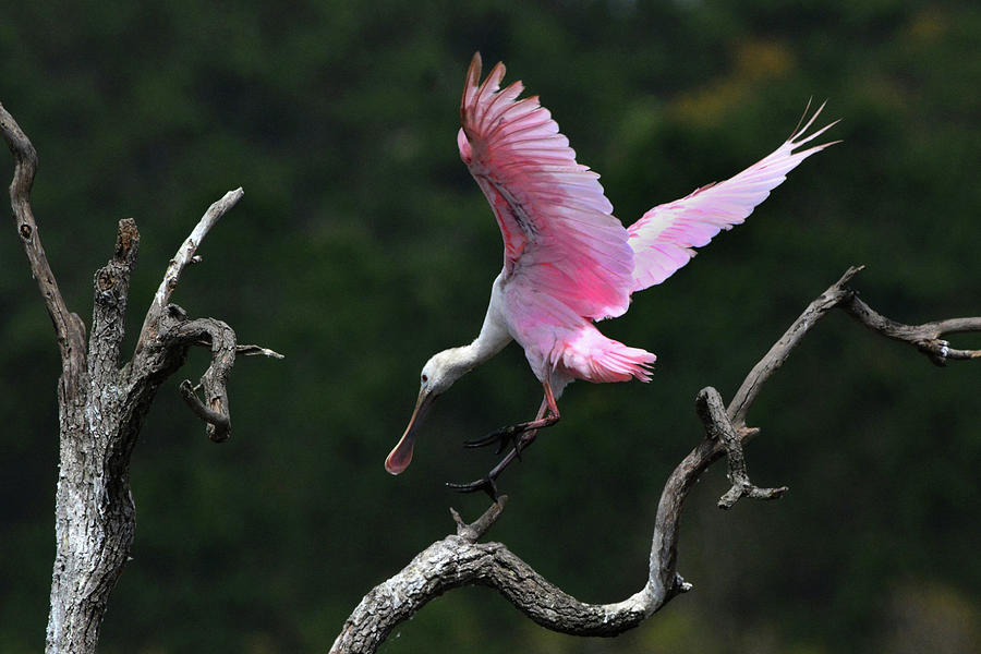Spoonbill Landing Photograph by Jerry Griffin