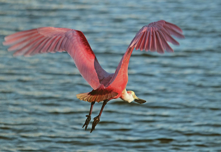 Spoonbill Maestro by Karl Ford Spoonbill Maestro by Karl Ford
