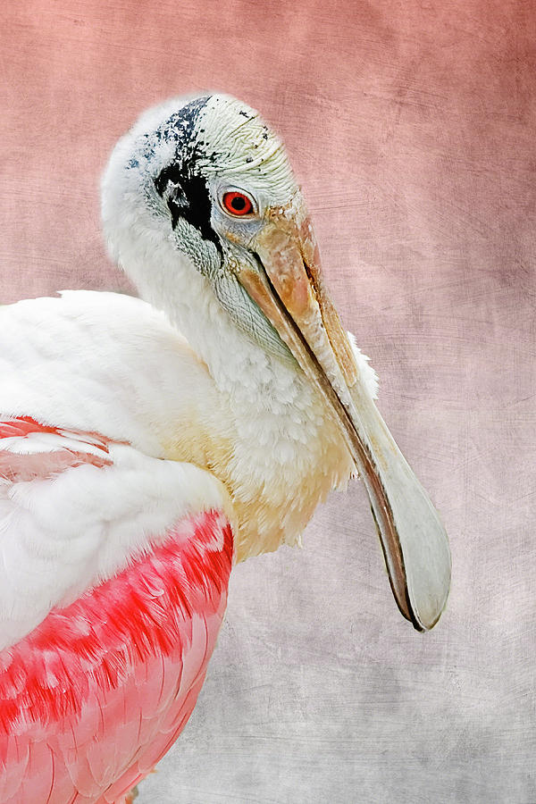 Spoonbill Portrait I Photograph by Dawn Currie