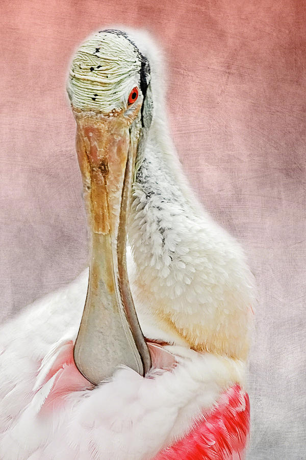 Spoonbill Portrait II Photograph by Dawn Currie