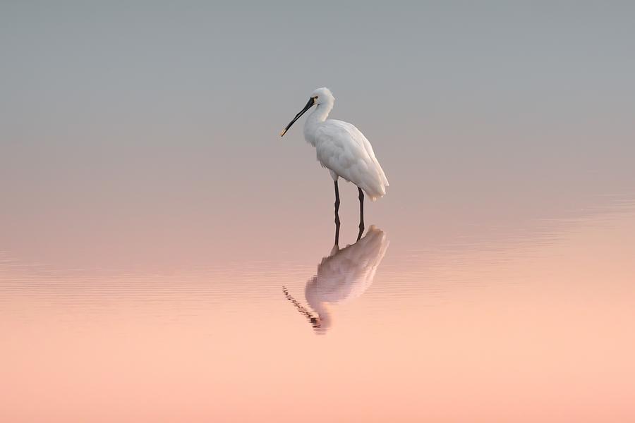 Animal Photograph - Spoonbill Reflected In Water by Natalia Rublina