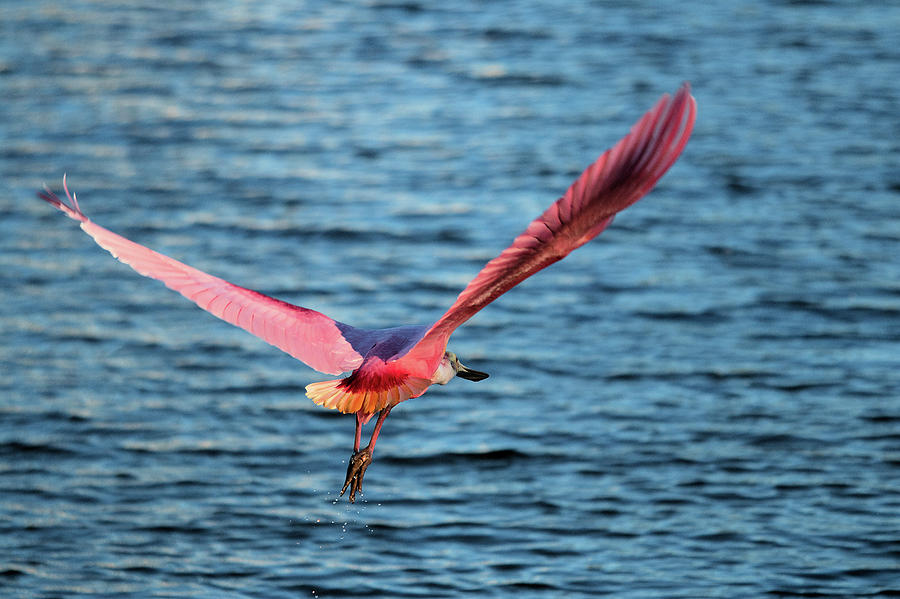 Spoonbill Wingspan by Karl Ford Spoonbill Wingspan by Karl Ford