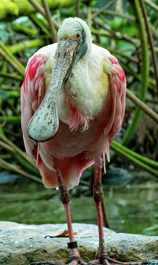Spoonbill with an Attitude Photograph by Margaret Zabor