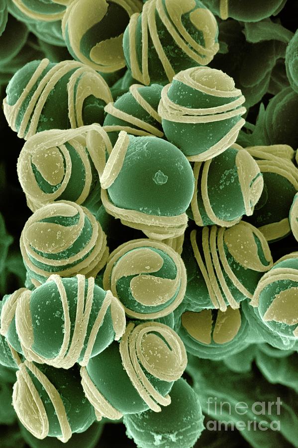 Spores And Elaters Of Equisetum Arvense Photograph by Dr Jeremy Burgess ...