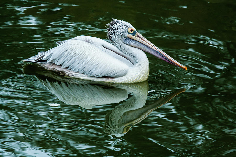 Spot-billed Pelican Photograph by (c) Niranj Vaidyanathan V.niranj@gmail.com