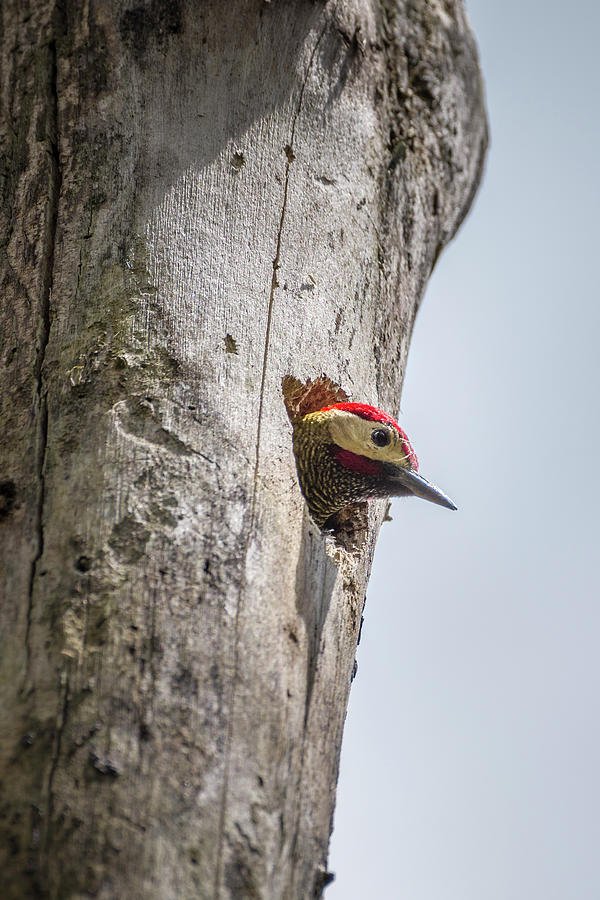 Spot-Breasted Woodpecker Alcazares Manizales Colombia Photograph by Adam Rainoff