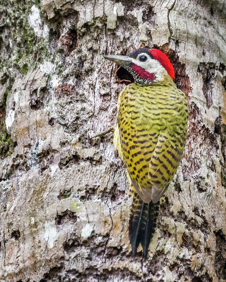 Spot Breasted Woodpecker La Fortuna Yopal Casanare Colombia Photograph by Adam Rainoff