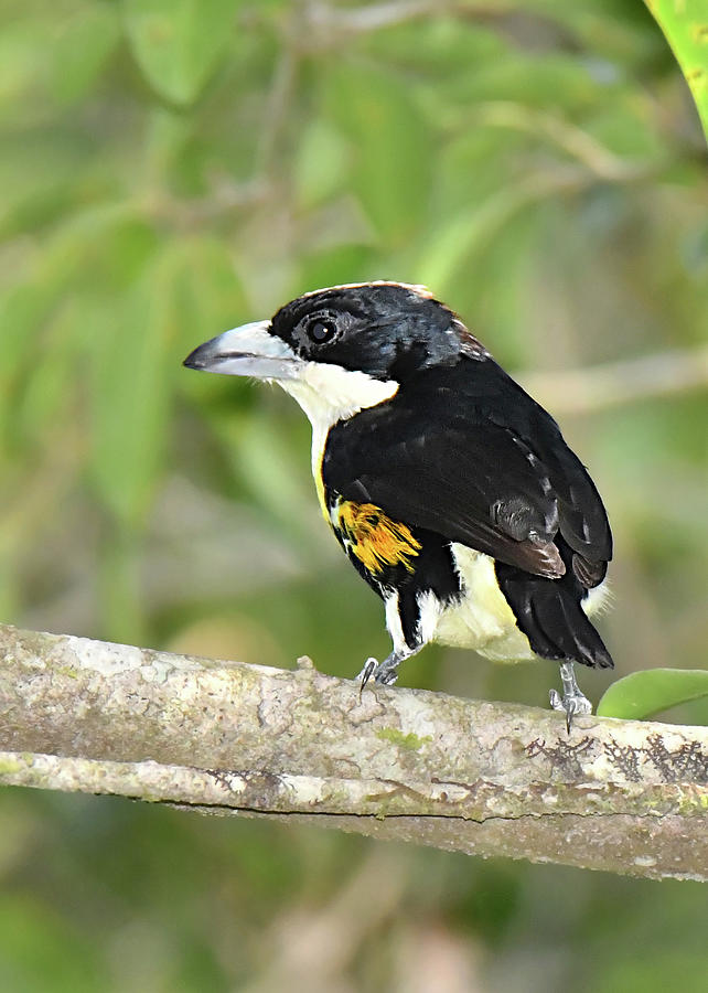 Spot-crowned Barbet Photograph by Alan Lenk