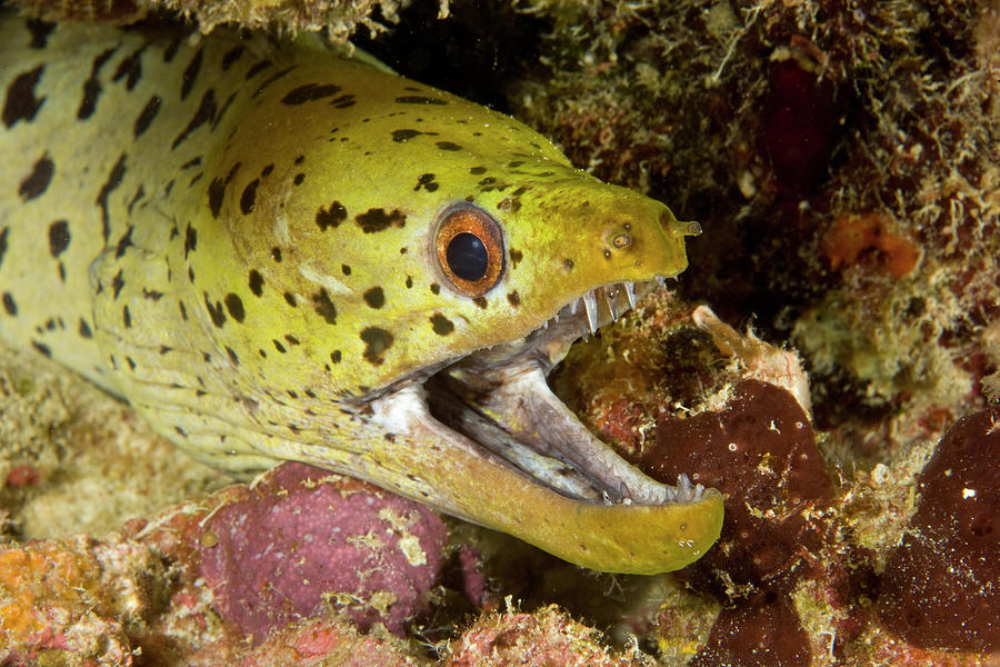 Spot-face Moray Gymnothorax Fimbriatus Photograph by Nhpa - Fine Art ...