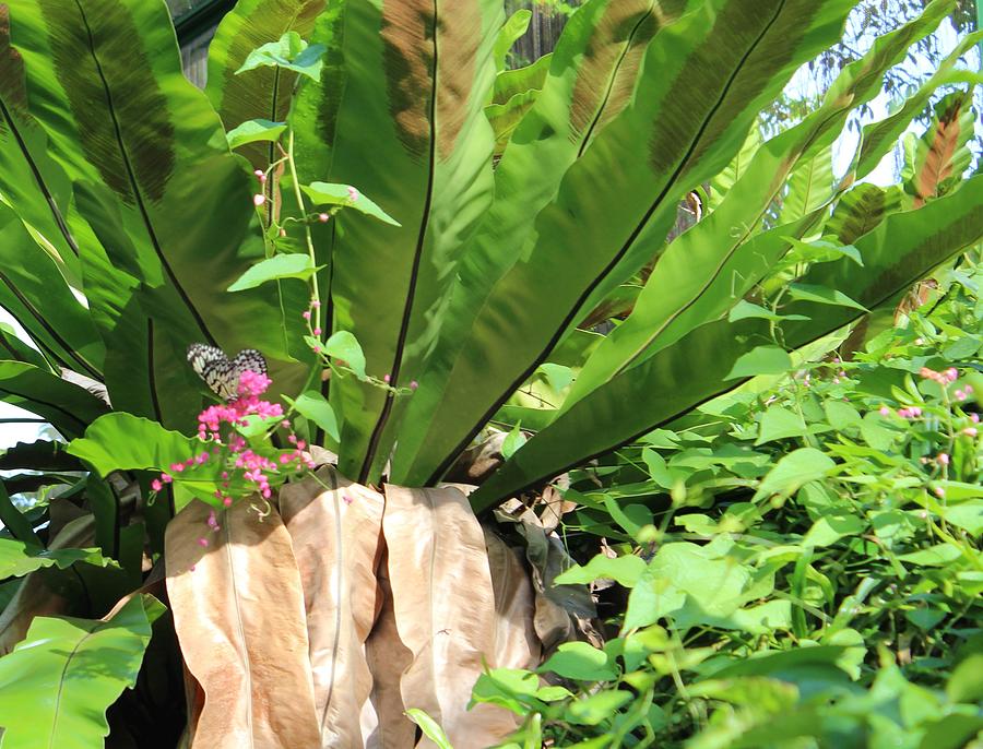 Spot the Butterfly by Wilma Barnwell Spot the Butterfly by Wilma Barnwell