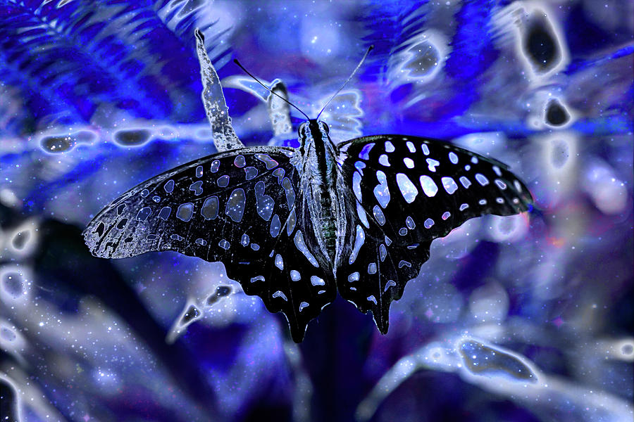 Butterfly Digital Art - Spoted Butterflie in Flux by Pat Pro Butterfly Digital Art - Spoted Butterflie in Flux by Pat Pro