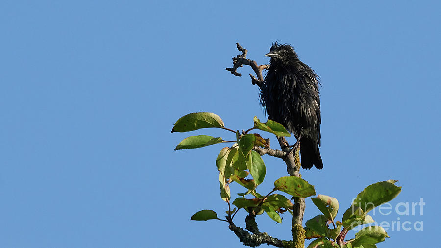 Spotless Starling Perched on a Tree Blue Sky Photograph by Pablo Avanzini