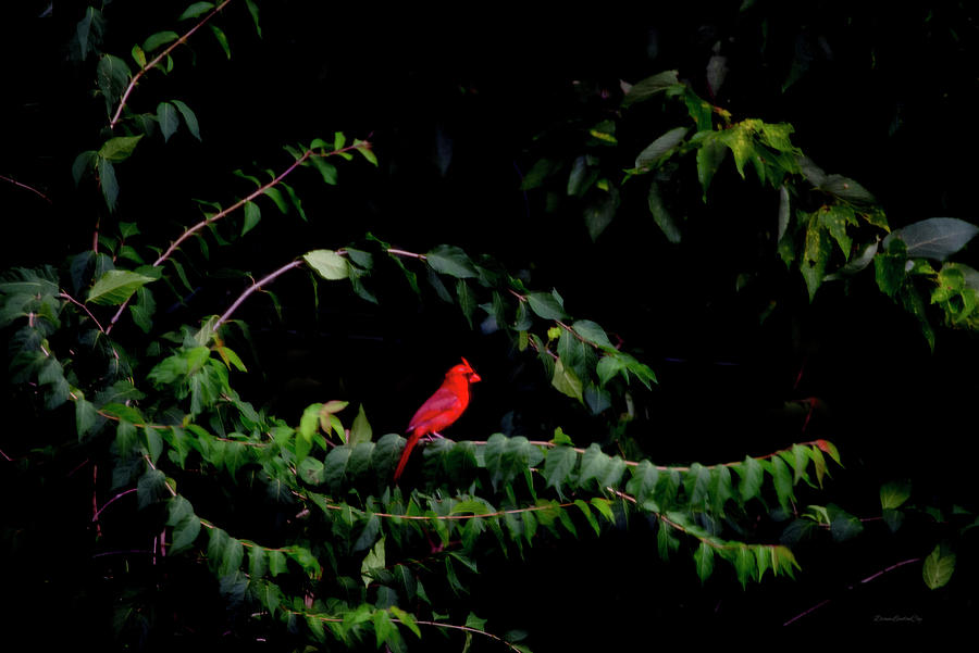 Spotlight Cardinal Photograph by Diane Lindon Coy