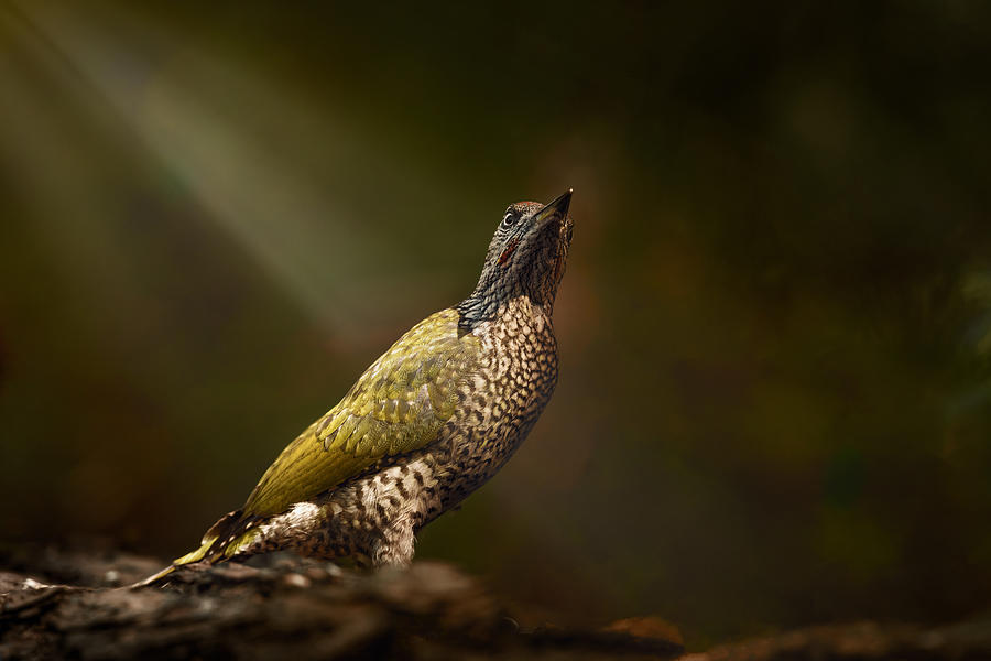 Woodpecker Photograph - Spotlight by Gert J Ter Horst