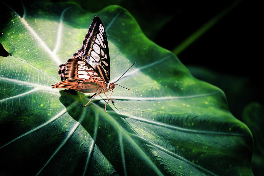 Butterfly Photograph - Spotlight by Hamed Bank