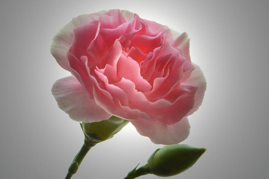 Spotlight On Carnation Photograph by Terence Davis