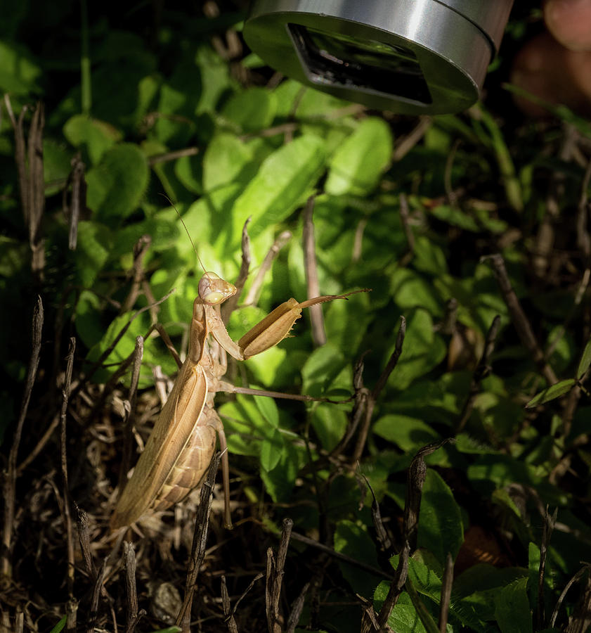 Camera Photograph - Spotlight on Mantis by Jean Noren