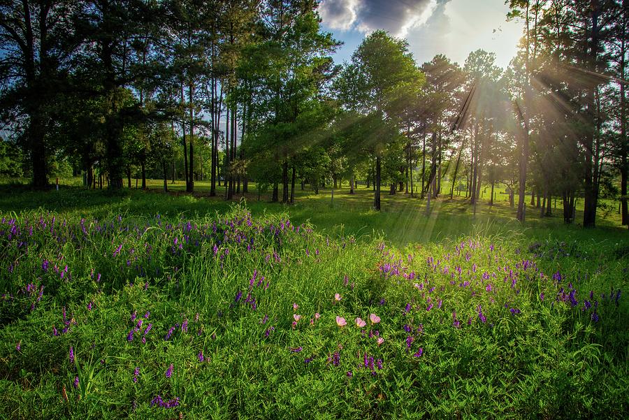 Spotlight on Texas Wildflowers Photograph by Lynn Bauer