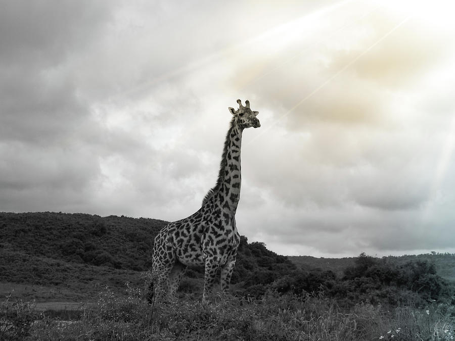 SPOTLIGHT ON THE GIRAFFE by Elie Wolf SPOTLIGHT ON THE GIRAFFE by Elie Wolf