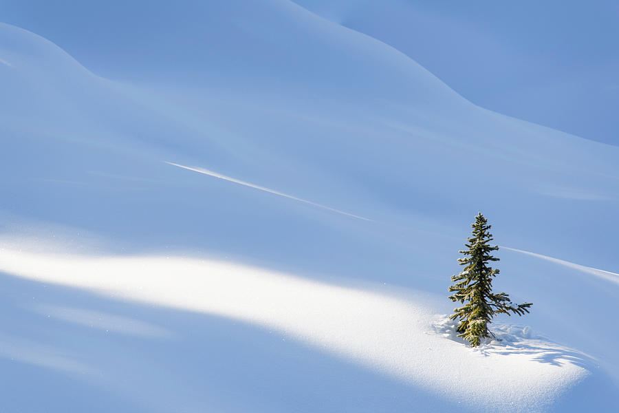 Mountain Photograph - Spotlight On Young Spruce by Michael Blanchette Photography