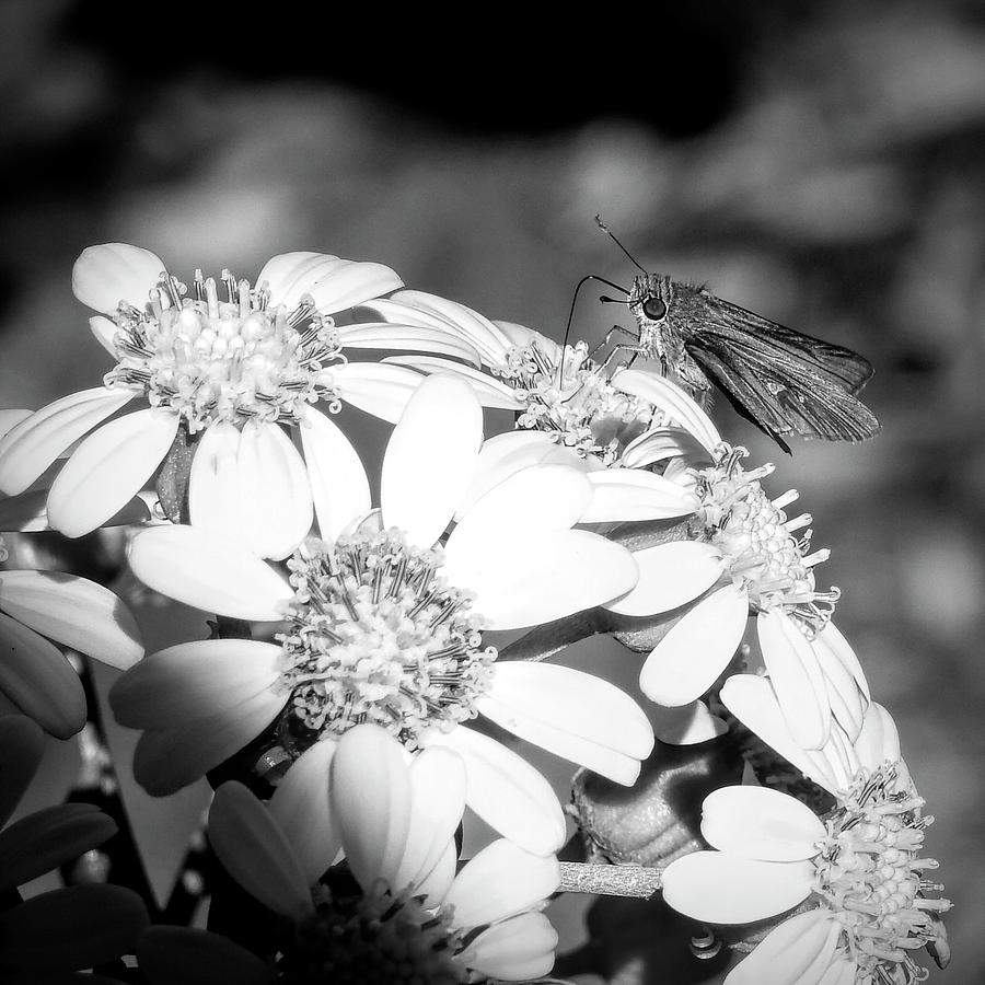 Spotlight to Pollinate by Robert Stanhope Spotlight to Pollinate by Robert Stanhope