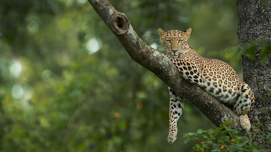 Jungle Photograph - Spotted Beauty by Sarosh Lodhi
