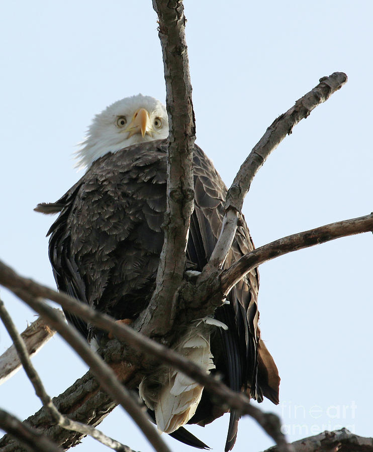 Spotted by Eagle Directly Below  745 Photograph by Jack Schultz