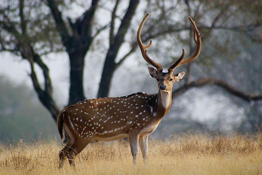 Spotted Deer Photograph by © Jishnu Changkakoti.