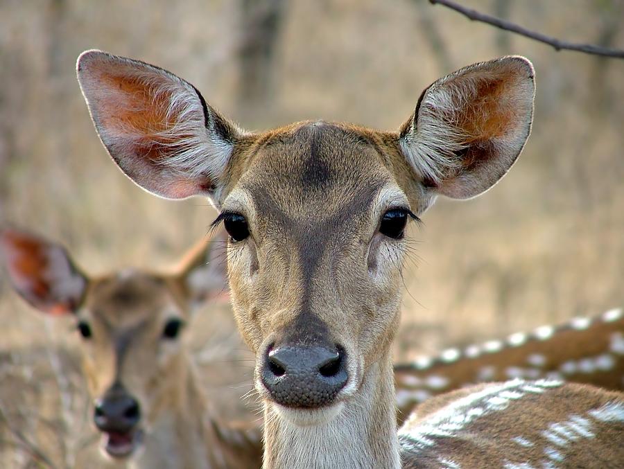 Spotted Deer - Cheetal Axis Axis Photograph by Rupal Vaidya