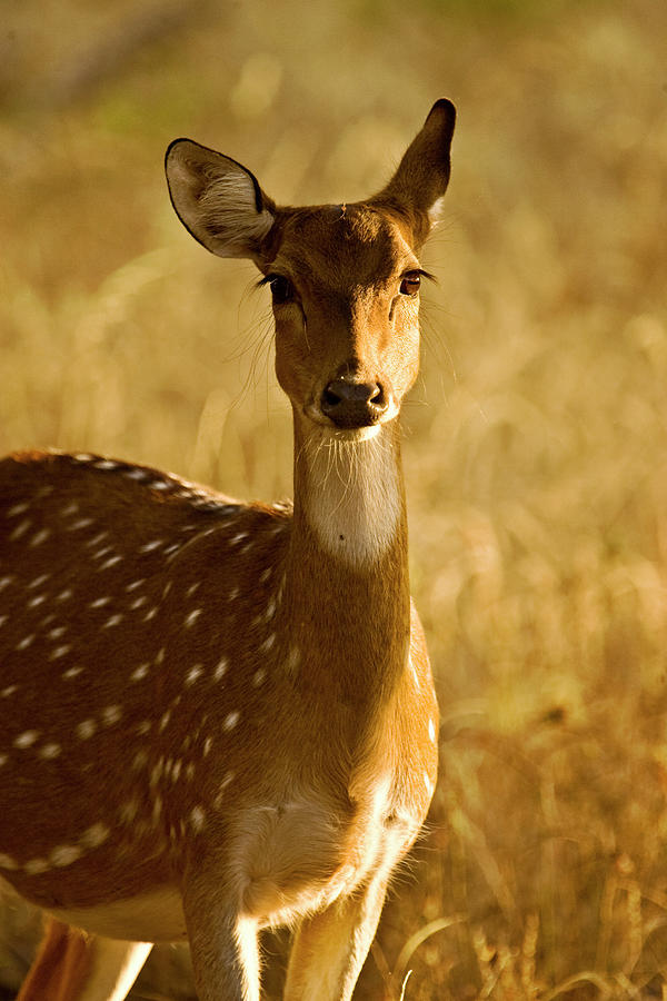 Spotted Deer Portrait Photograph by Aditya Singh