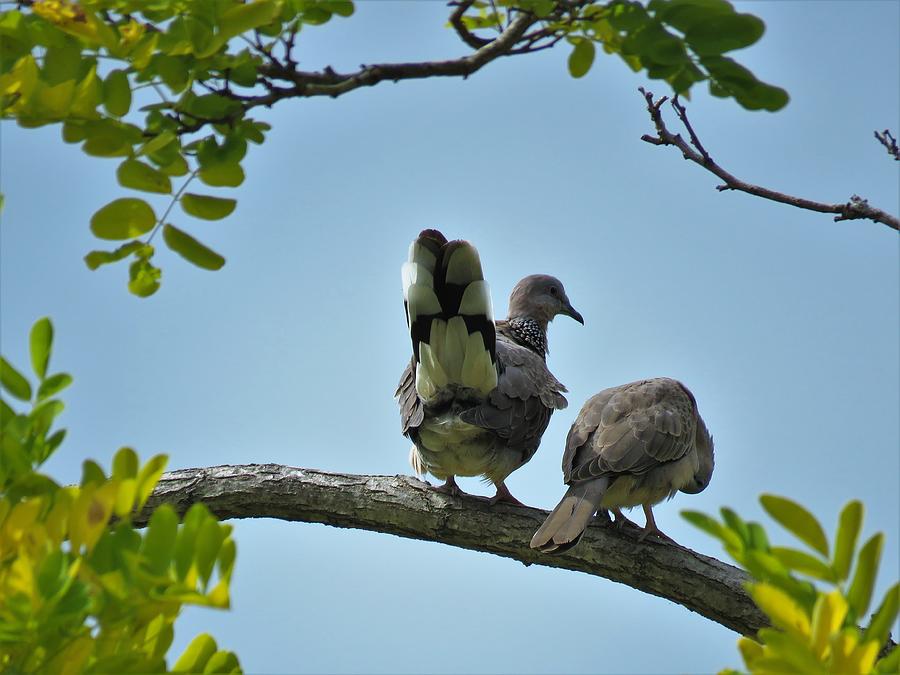 Spotted Doves Pair Photograph by Joan Stratton
