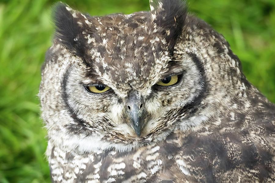 Spotted Eagle Owl  Photograph by James Lamb Photo