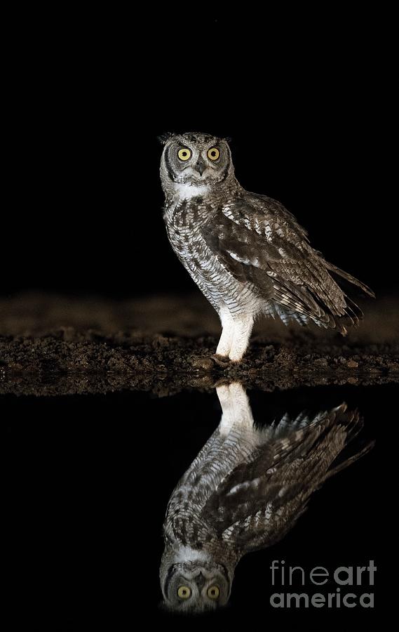 Nature Photograph - Spotted Eagle Owl Reflection by Tony Camacho/science Photo Library