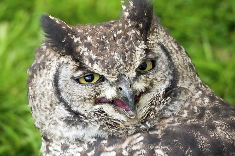 Spotted Eagle Owl spotted being not so stern Photograph by James Lamb Photo