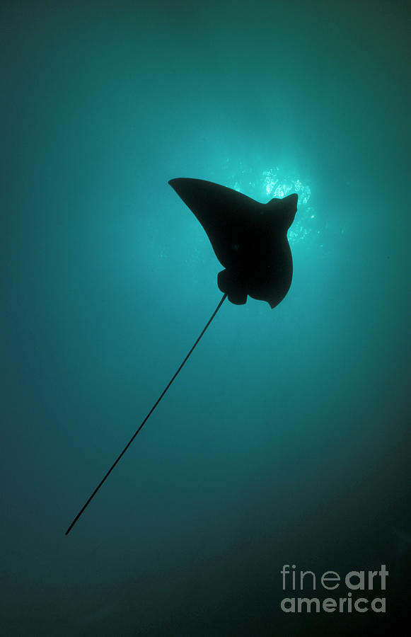 Spotted Eagle Ray Silhouetted Photograph by Steve Jones/stocktrek Images
