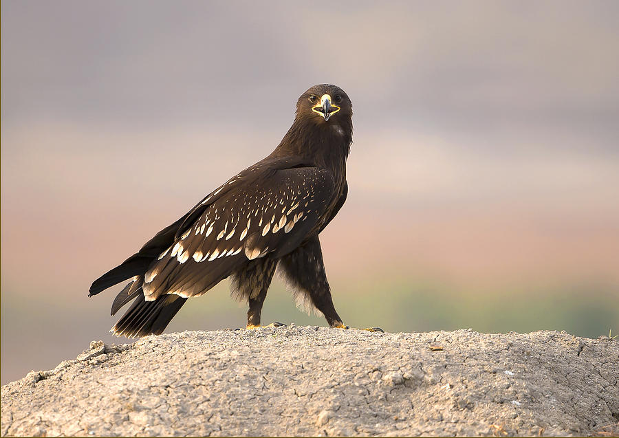 Spotted Eagle Photograph by Shlomo Waldmann