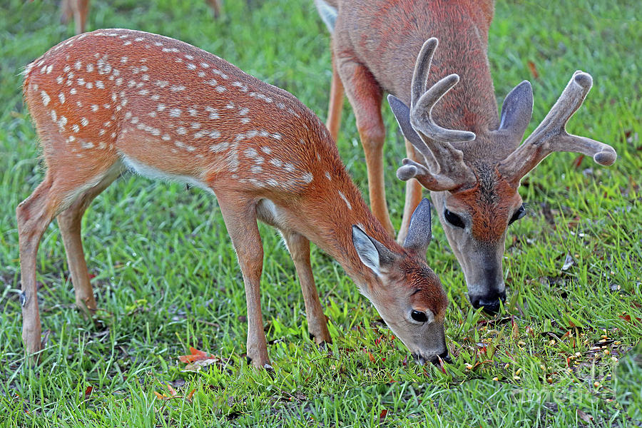Spotted Fawn Photograph by Jim Beckwith