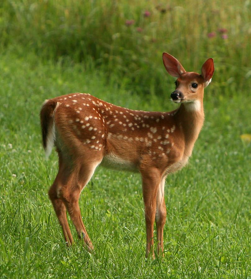Spotted Fawn Photograph by Spiraling Road Photography