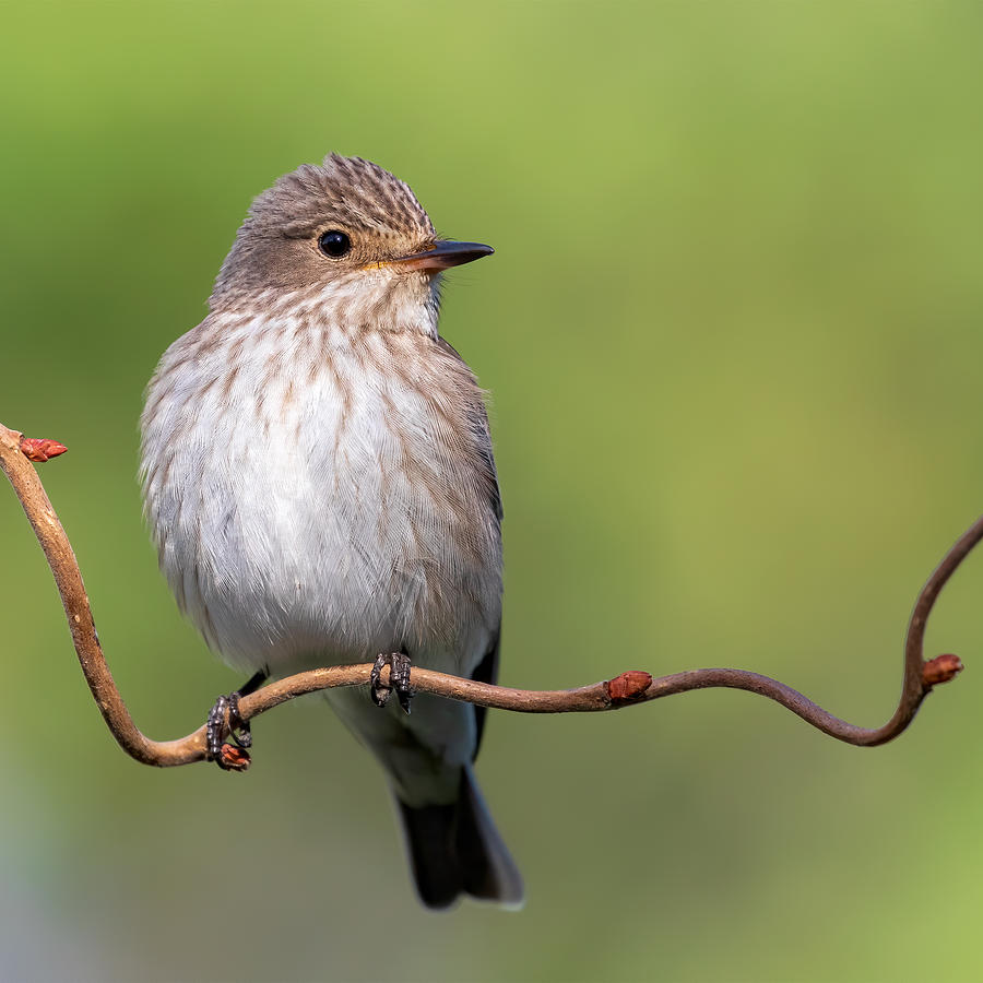 Spotted Flycatcher Photograph by Gennaro Di Noto - Fine Art America