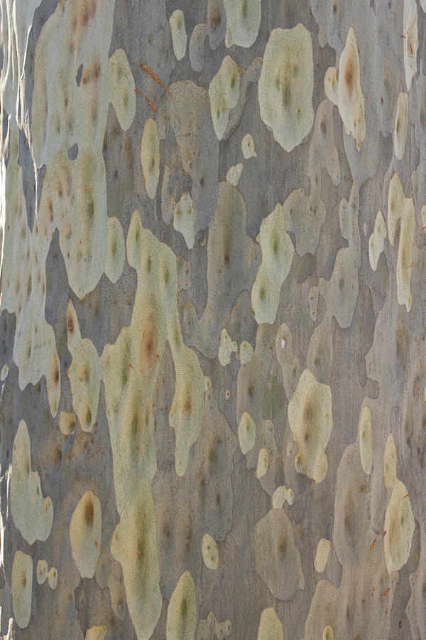 Spotted Gum Tree Trunk, Australia Photograph by Eastcott Momatiuk
