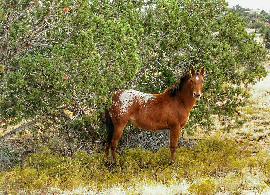 Appolosa Spotted Horse by Jaime Miller Appolosa Spotted Horse by Jaime Miller