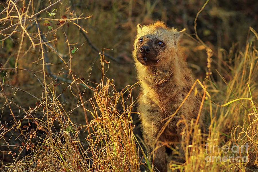 Spotted Hyena cub Photograph by Benny Marty