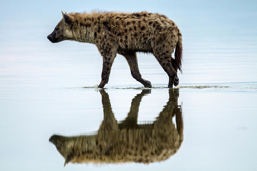 Spotted Hyena Looking For Weak Flamingos Photograph by Manoj Shah Spotted Hyena Looking For Weak Flamingos Photograph by Manoj Shah