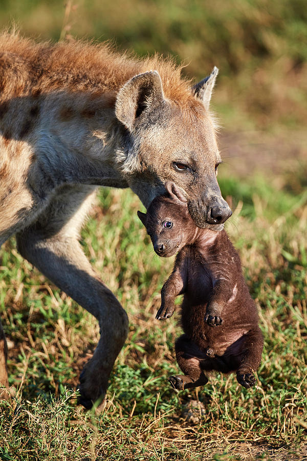 Spotted Hyena Mother Carrying 2 / 3 Weeks Cub To The Den. Photograph by ...