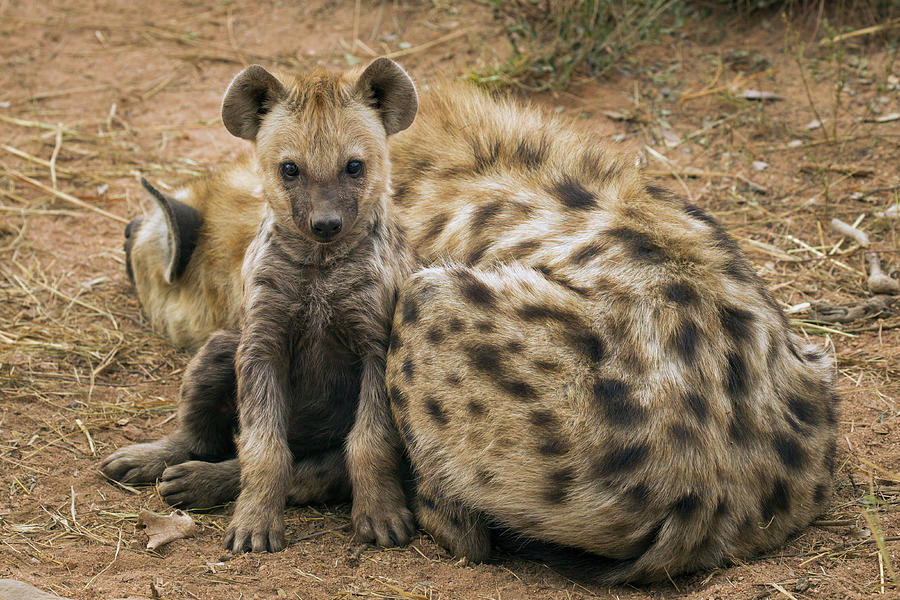 Spotted Hyena Pup And Mother Photograph by Sebastian Kennerknecht