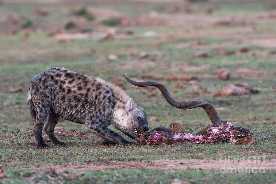 Spotted Hyena Scavenging On A Dead Kudu Photograph by Peter Chadwick
