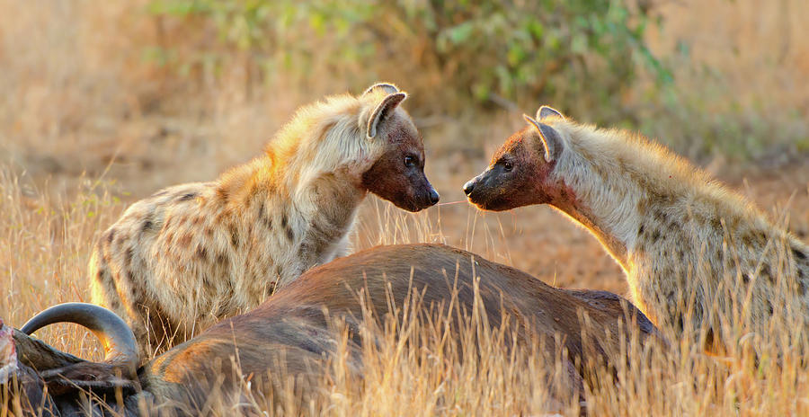 Spotted Hyena Sharing Food -south Africa Photograph by Birdimages